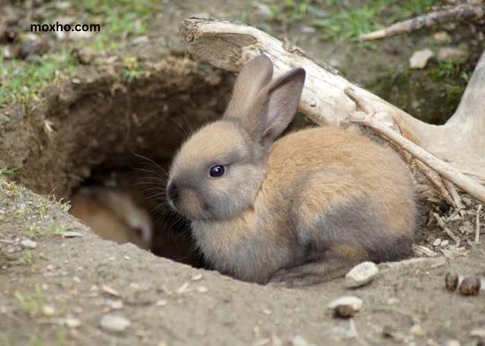 How to Get Rid of Rabbits under Deck
