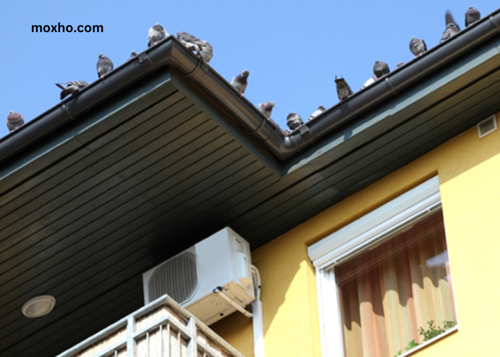 How to Keep Birds Out of Garage
